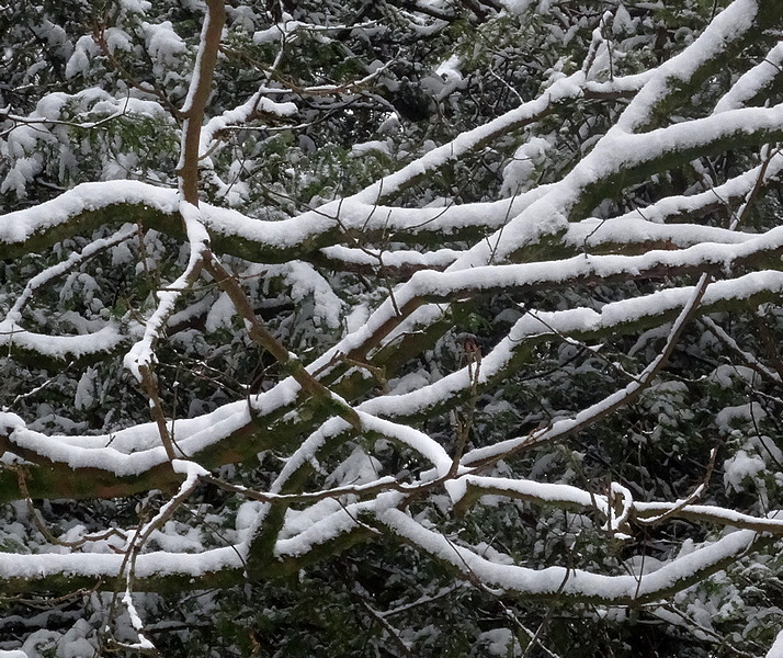 branch